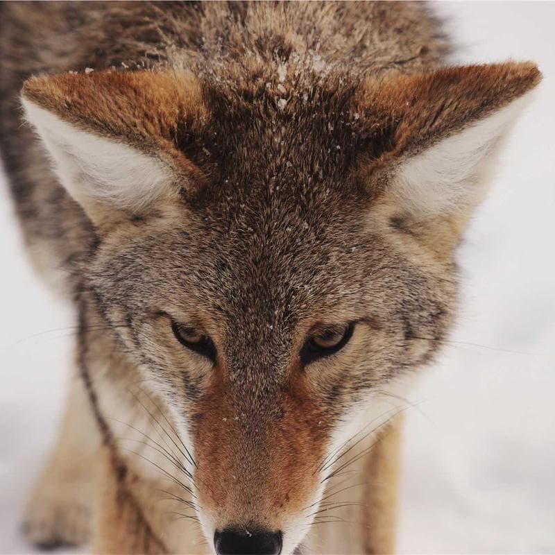 Advanced Oxford Button-Down